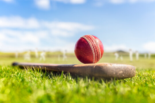 Cricket Stock Image